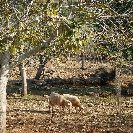 Agroturismo S'arbocar Sant Llorenc Des Cardassar